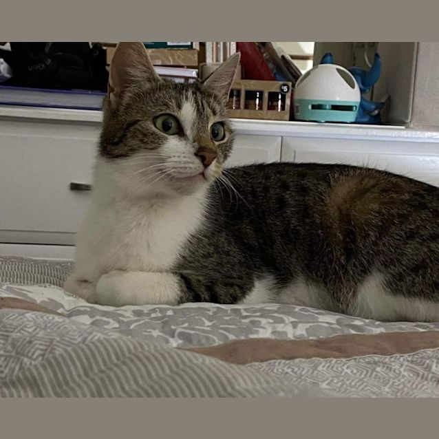 Photo of May **2nd Chance Cat Rescue**
