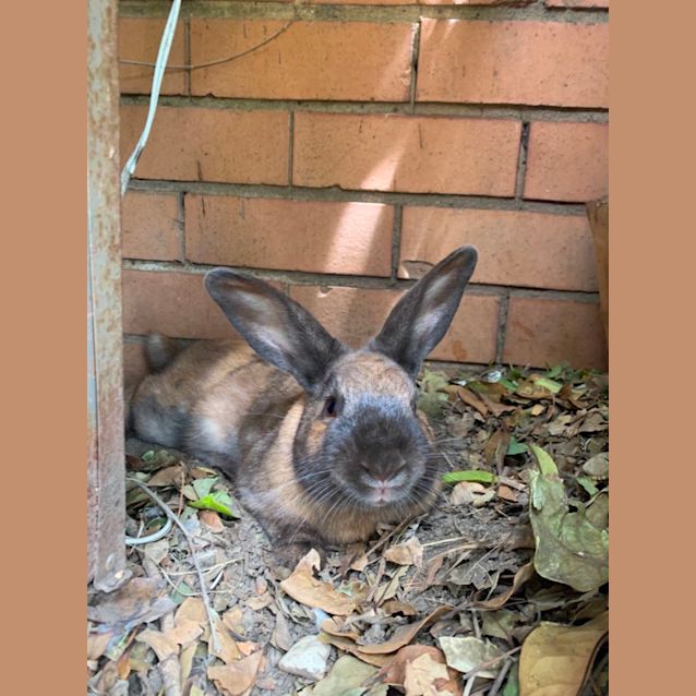 Photo of Professor Pancakes