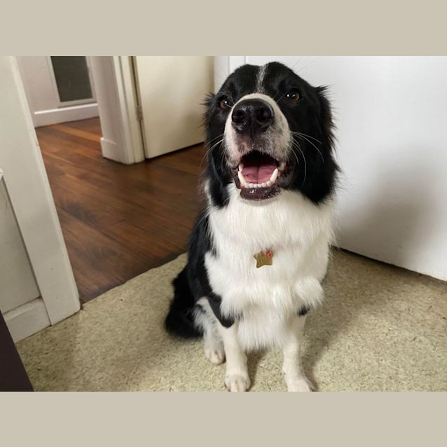 Photo of Daffodil 🌼 