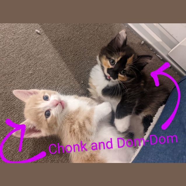 Photo of Dom Dom And Chonk