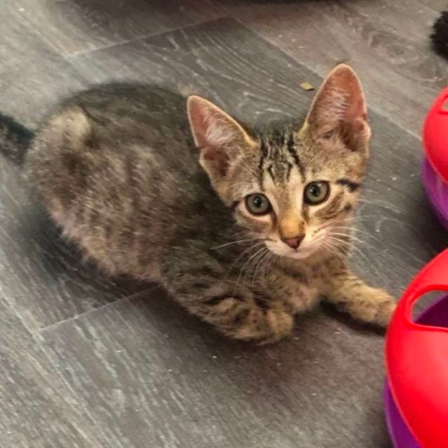 Photo of Romeo Romeo