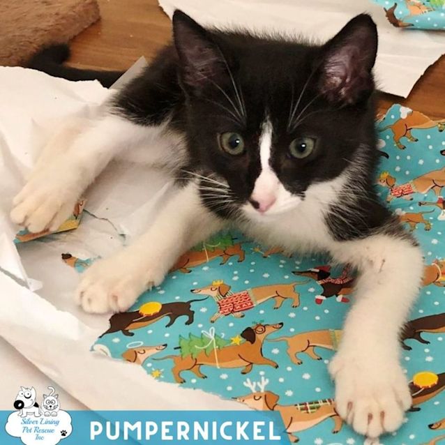 Photo of Pumpernickel