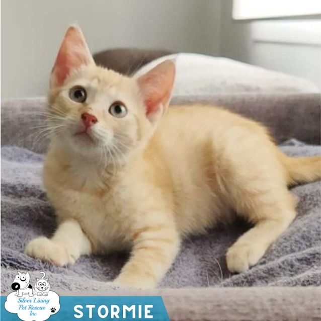 Photo of Stormie