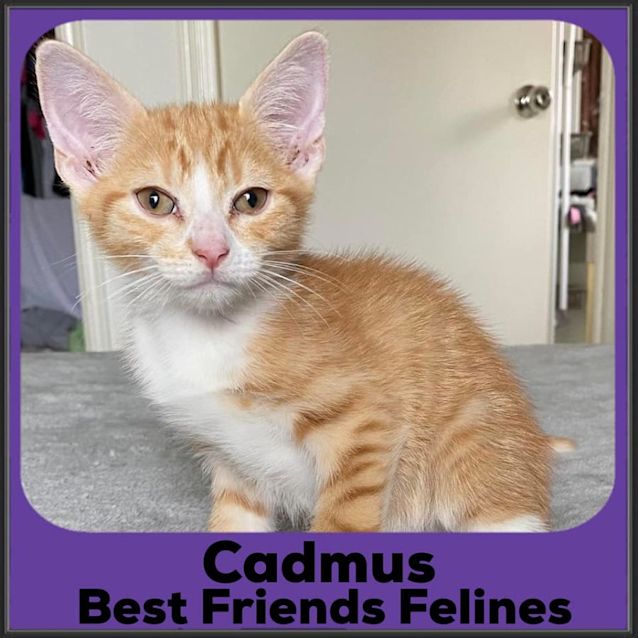 Photo of Cadmus 