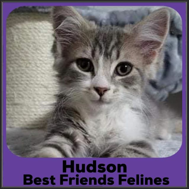 Photo of Hudson 