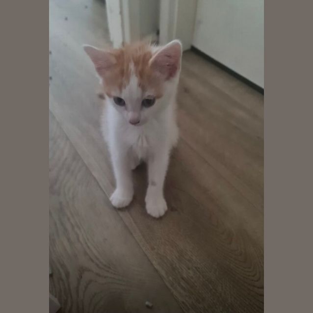 Photo of Butter And Scotch 