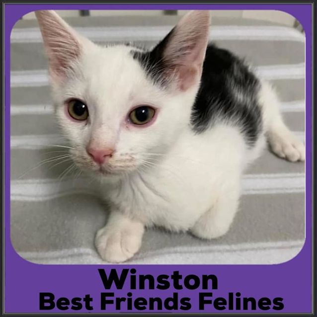 Photo of Winston 