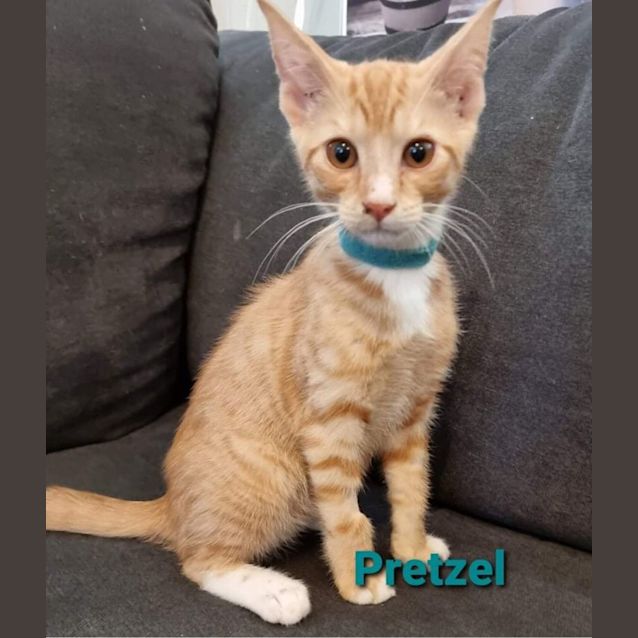 Photo of Pretzel 
