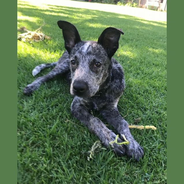 Photo of Blue