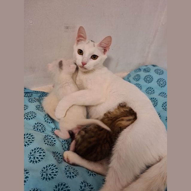 Photo of Coco