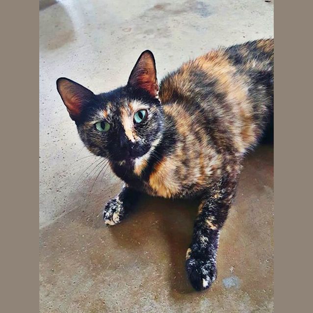 Photo of Coco