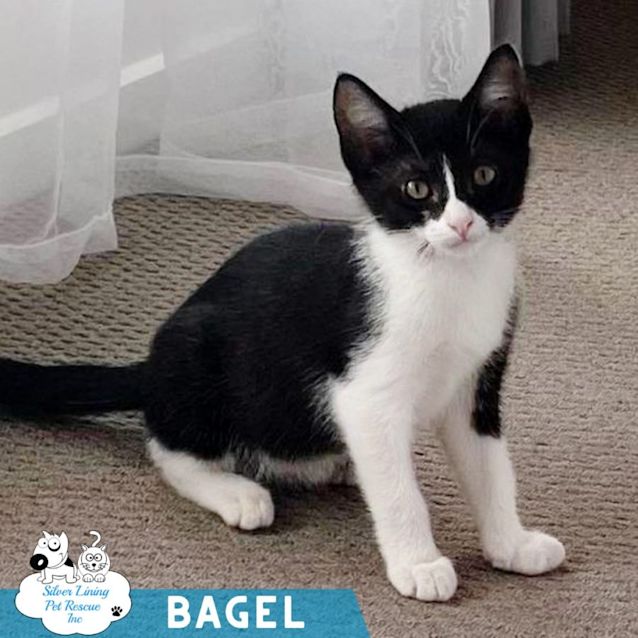 Photo of Bagel