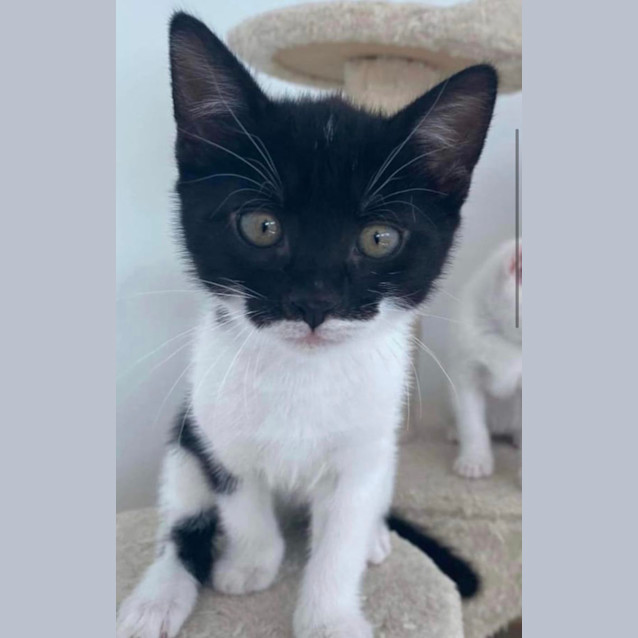Photo of Trixie 