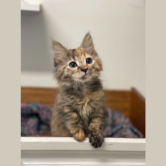 Photo of Linx