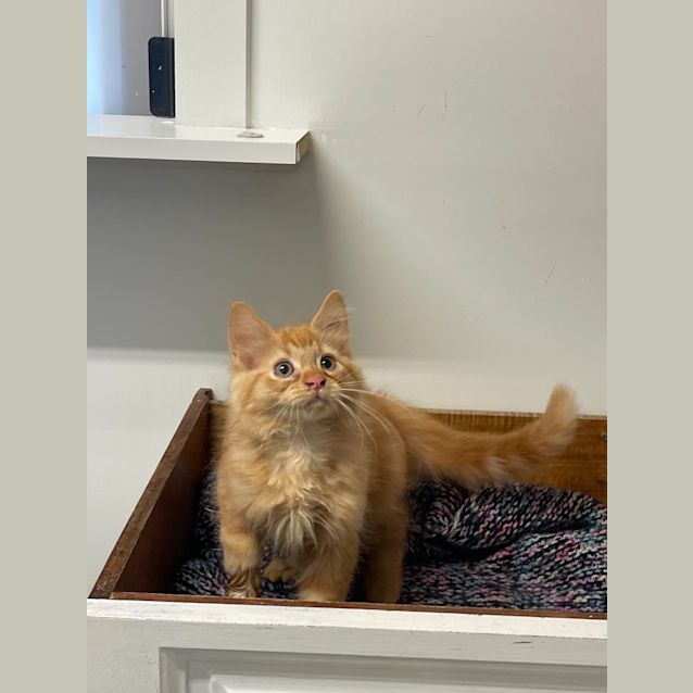 Photo of Rusty