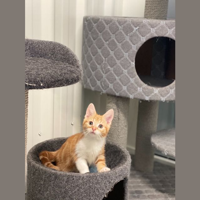 Photo of Nacho