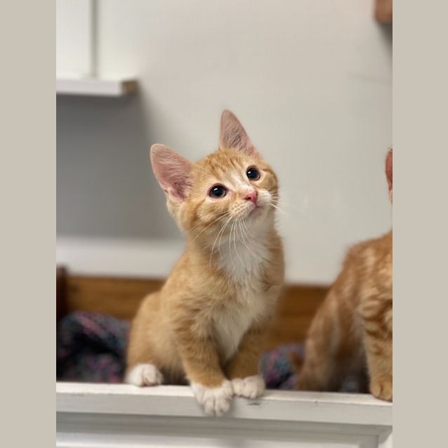 Photo of Chester