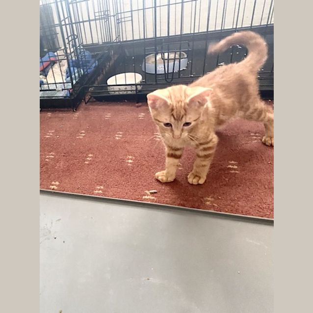 Photo of  Smoky & Rusty