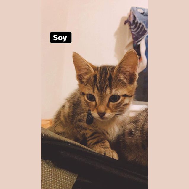 Photo of Soy
