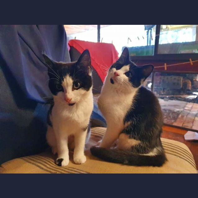 Photo of Oreo And Felix