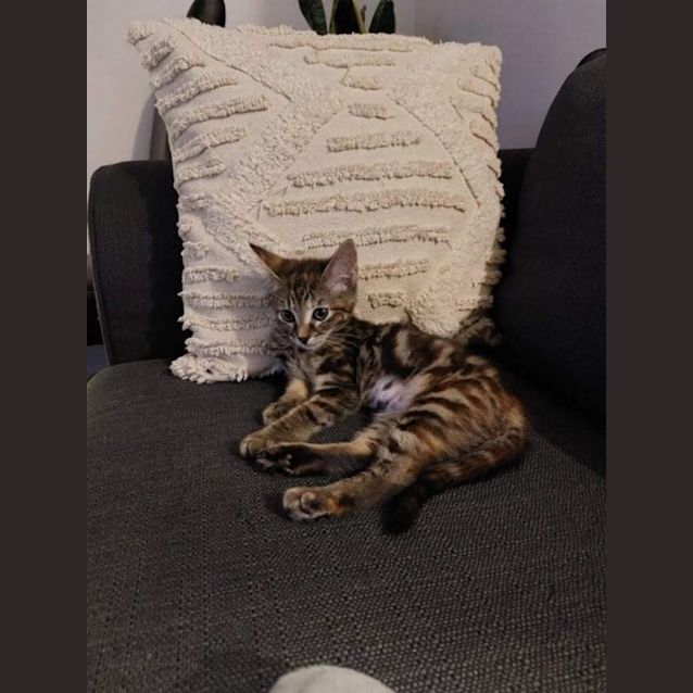 Photo of Zelda **2nd Chance Cat Rescue**