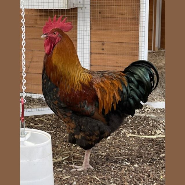 Photo of Ferb