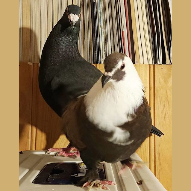 Photo of Mrs Puff & Charlie