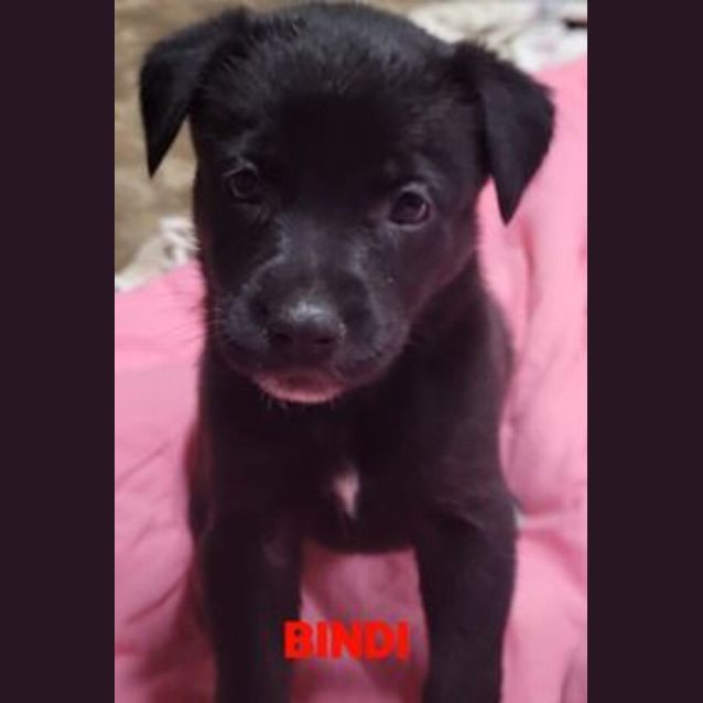 Photo of Bindi