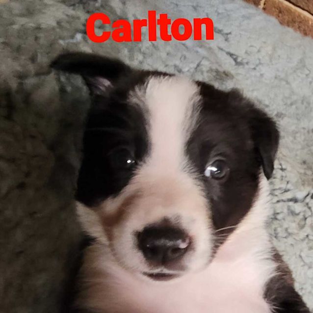 Photo of Carlton