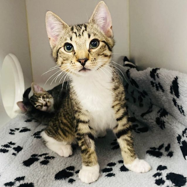 Photo of Athos   Located In Preston