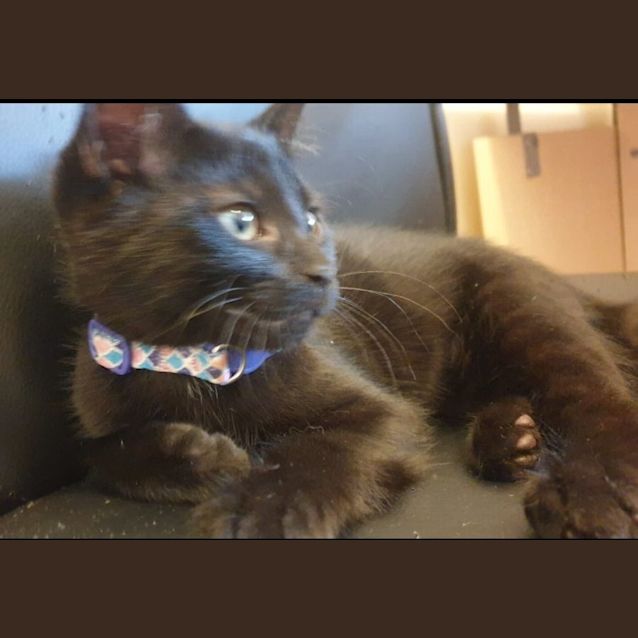 Photo of Belle
