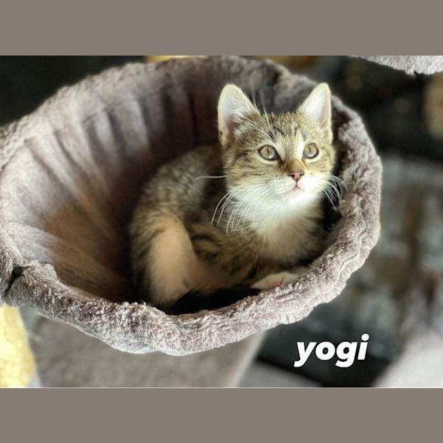 Photo of Yogi **2nd Chance Cat Rescue**
