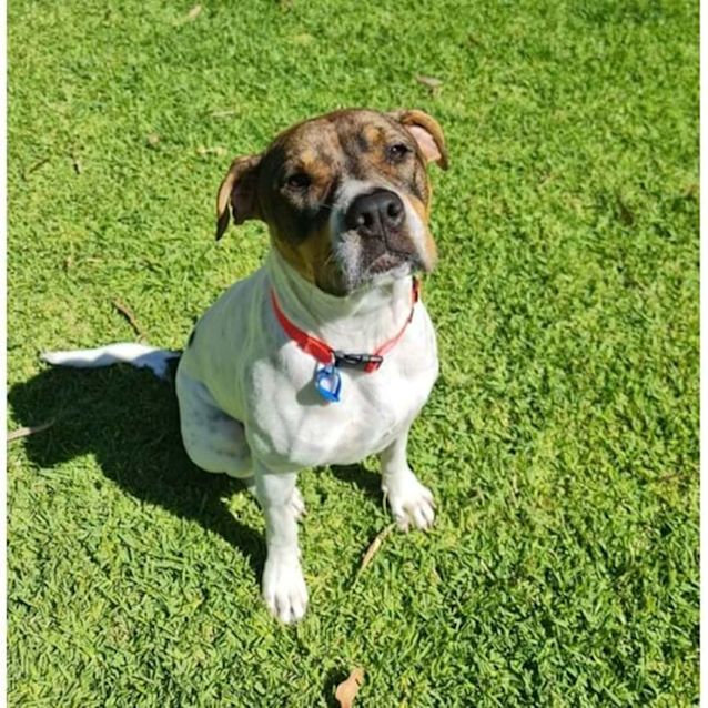 Photo of Bali *$150 Adoption Fee*