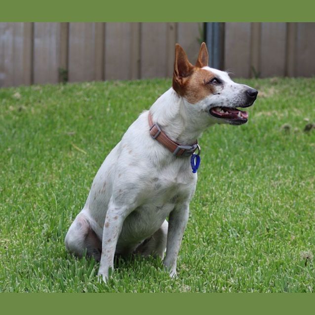 Photo of Gypsy~ 1yr Old Jr Tx Cattle Dog(rev. Apps 4/1/22)