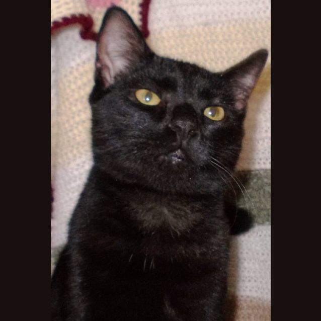 Photo of Onyx