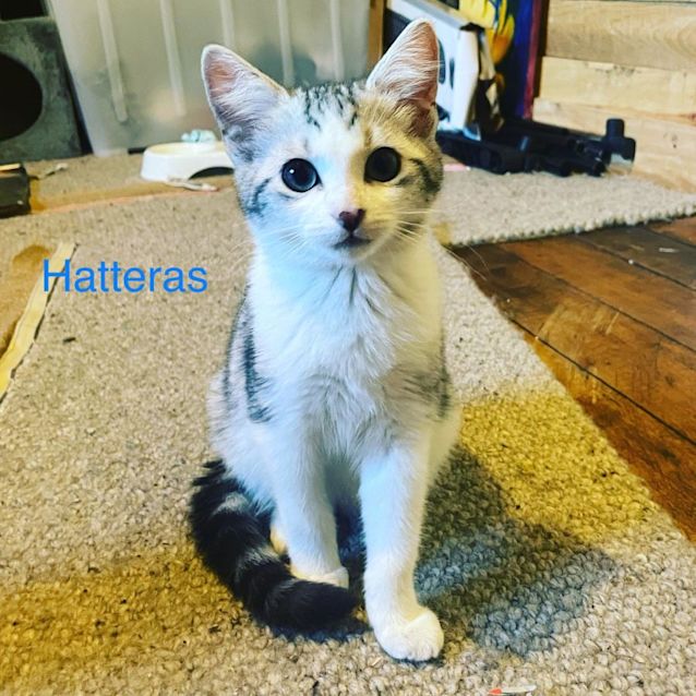Photo of Hatteras And Lexington