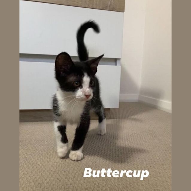 Photo of Buttercup 