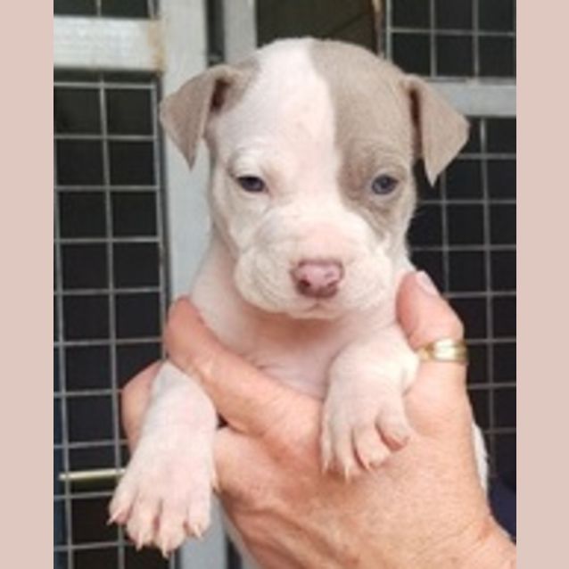 Photo of Diesel