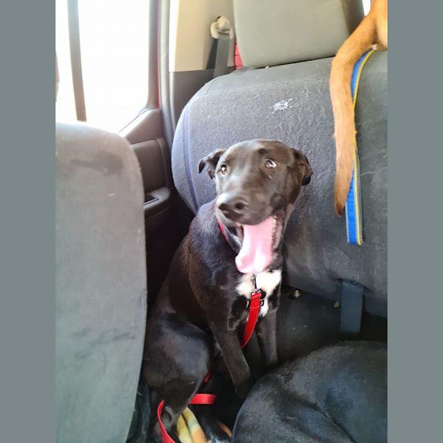 Photo of Tyson