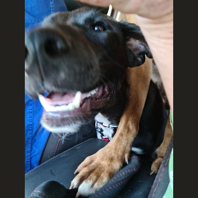 Photo of Tyson