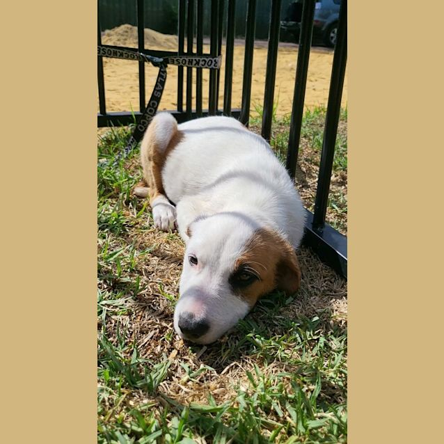 Photo of Puppy Gertrude Dl2762