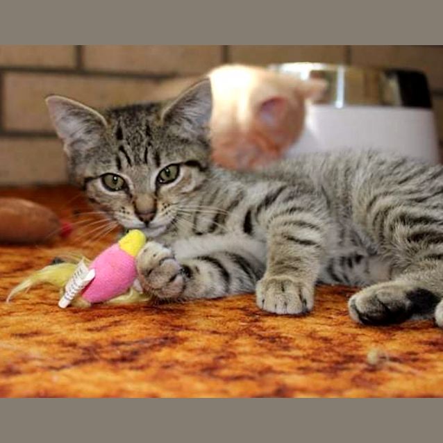 Photo of Lord Tubbington