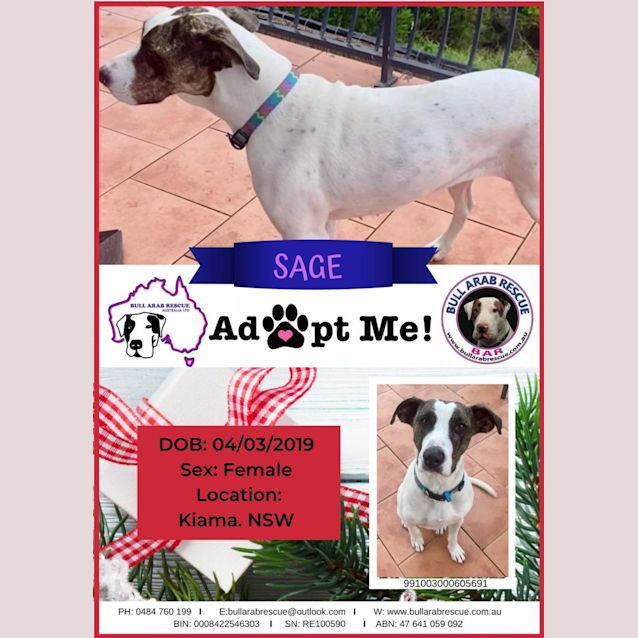 Photo of Sage