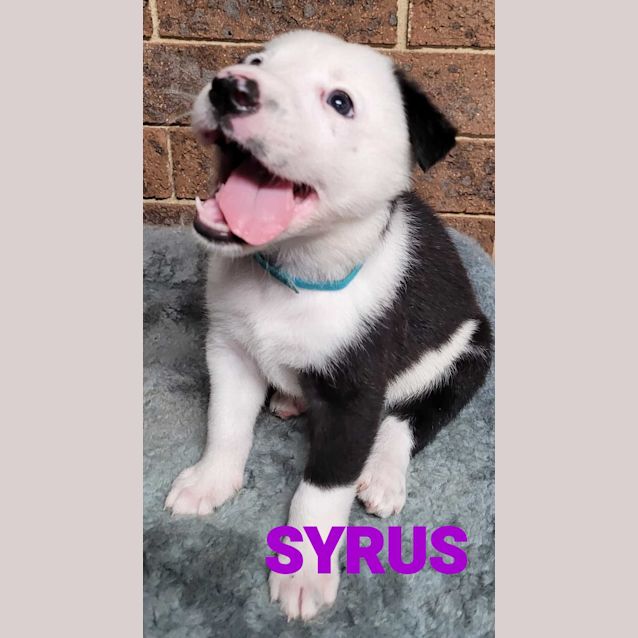 Photo of Syrus