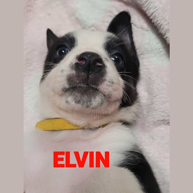 Photo of Elvin