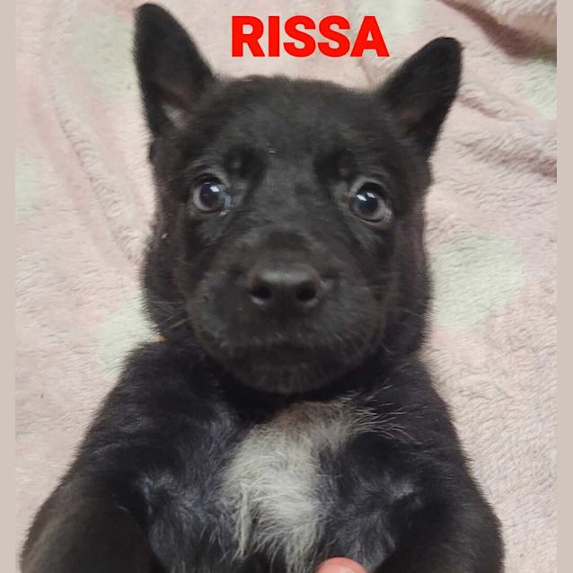 Photo of Rissa