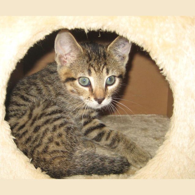 Photo of Abu