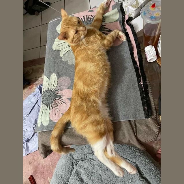 Photo of Macaroni 