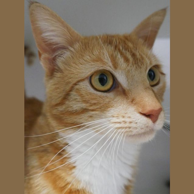 Photo of Archie Sua009415