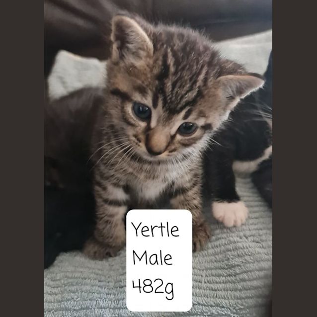 Photo of Yertle